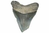 Bargain, Juvenile Megalodon Tooth - Georgia #338743-1